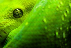 Green Mambas